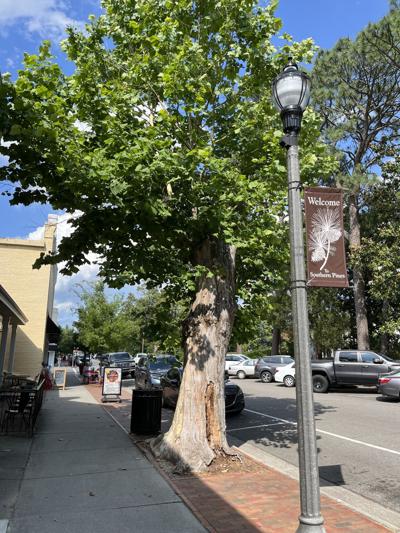 Town Plans to Remove Dying Sycamore on Broad Street News thepilot com Town Plans to Remove Dying Sycamore on Broad Street News thepilot com