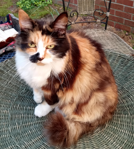 Medium hair shop calico cat