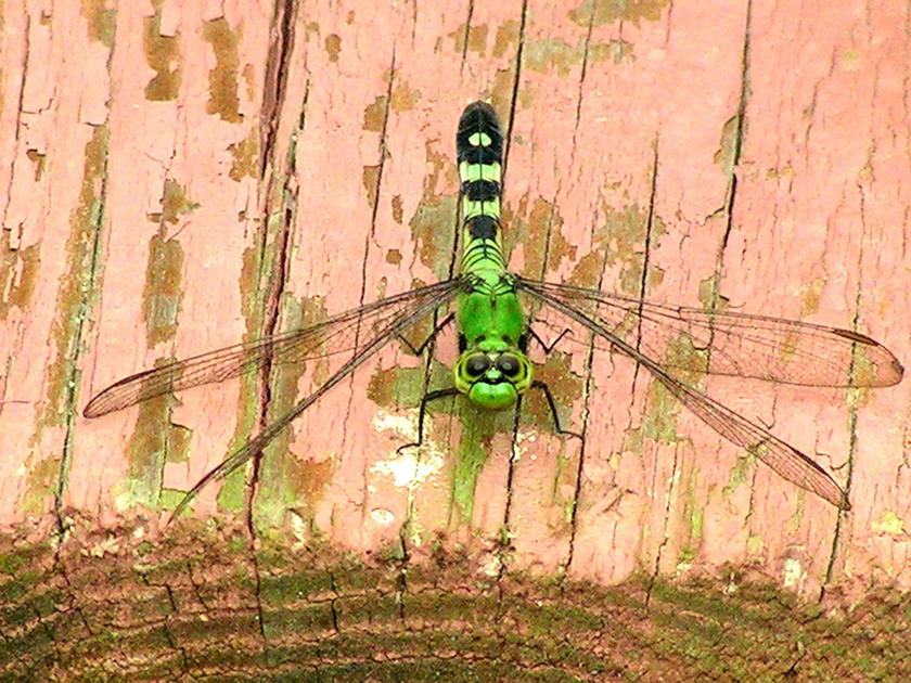 Ask the Aquarium Dragonflies — Dangerous to Humans? Features