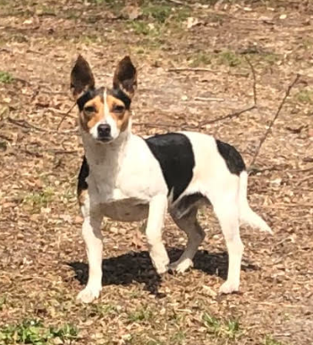jack russell terrier mixed