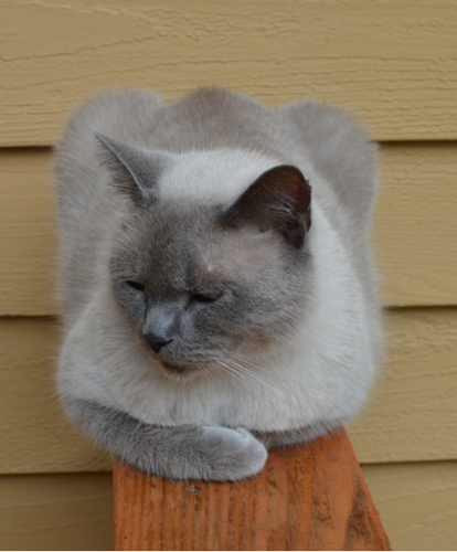 gray himalayan cat
