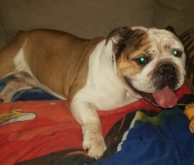 Lost Dog White And Brown English Bulldog In Seagrove Pets Thepilot Com