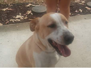 Found Dog White Orange Pitbull Lab Mix In Aberdeen Update Returned To Owner Pets Thepilot Com