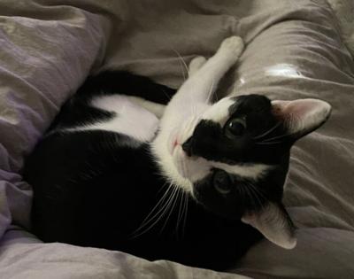 Lost Cat, Black and White Cat in Southern Pines UPDATE ...