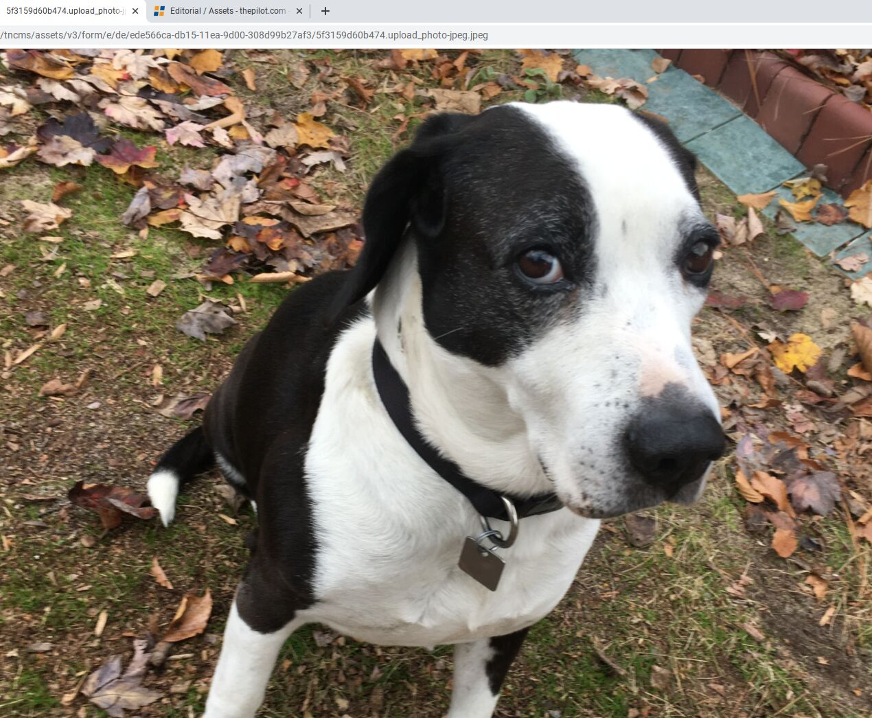 Black and white hound sales dog