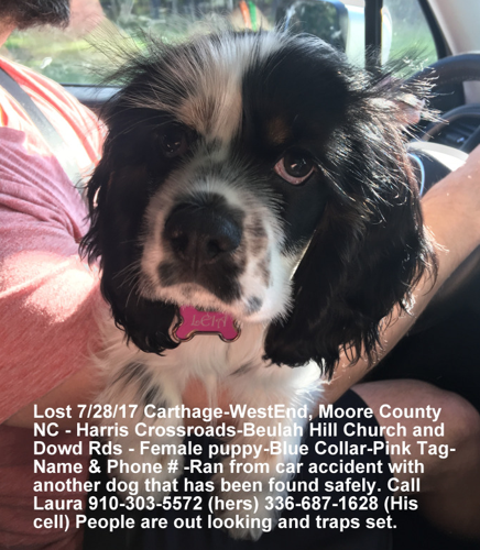 Lost Dog Black And White Cocker Spaniel In Carthage West End UPDATE 