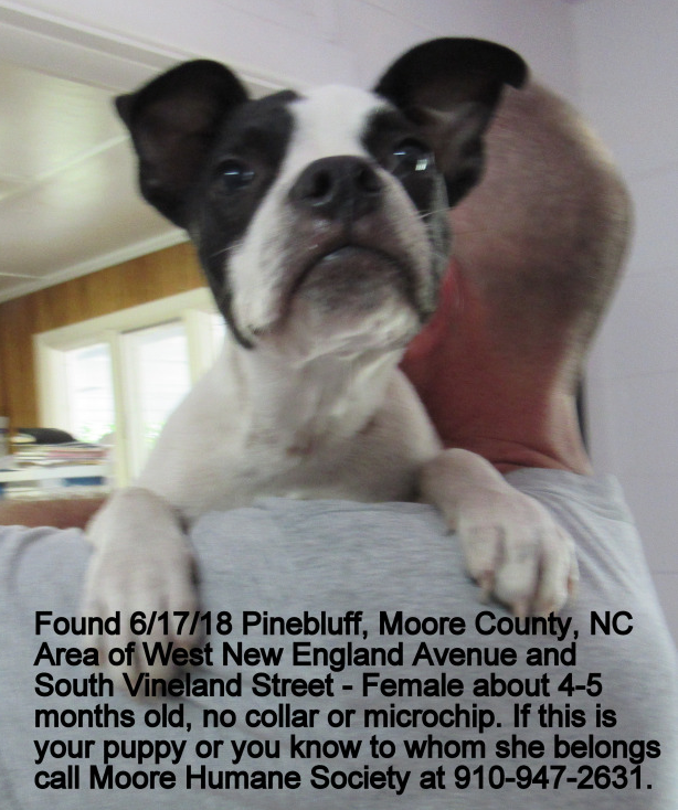 found dog with no collar