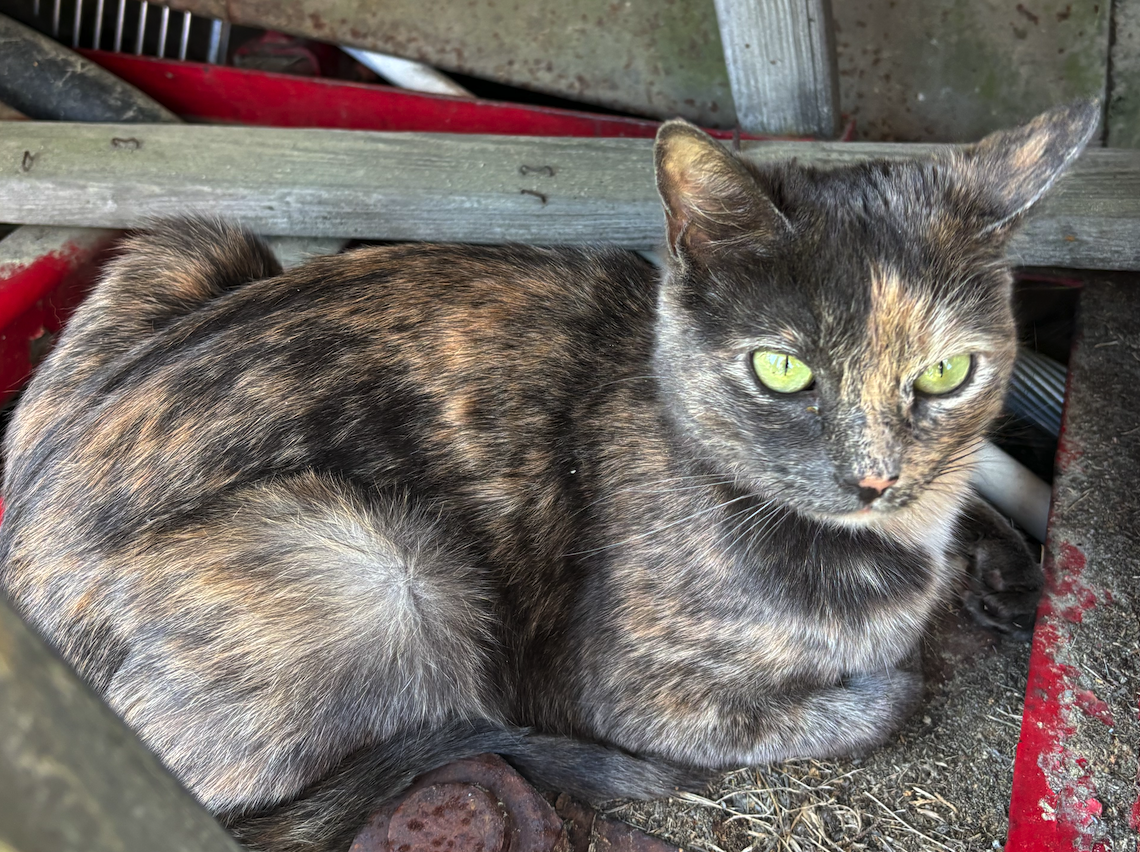 tortoiseshell v calico cat