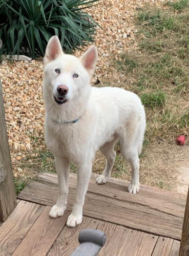 Lost white husky 2025