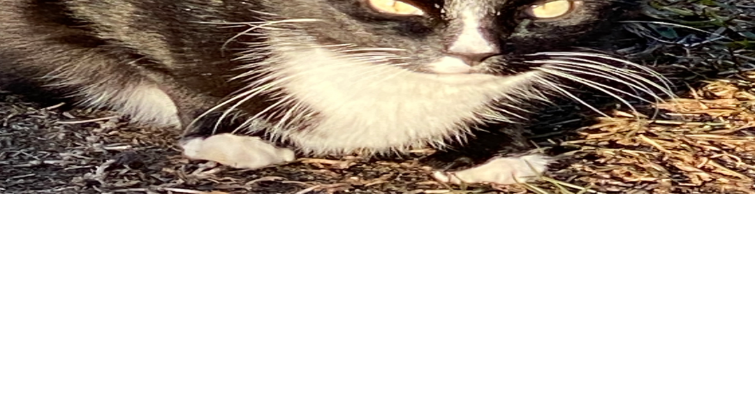 Lost Cat, Black and White Tuxedo Cat in Pinehurst | Pets | thepilot.com