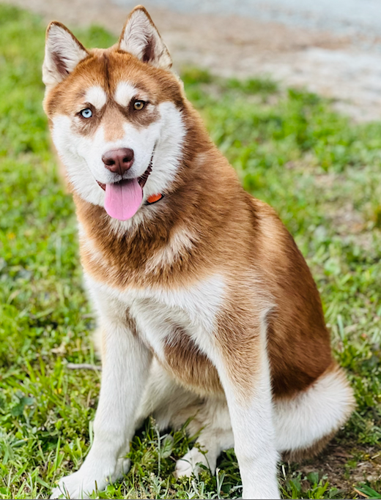 Lost husky top