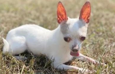 Lost Senior Chihuahua