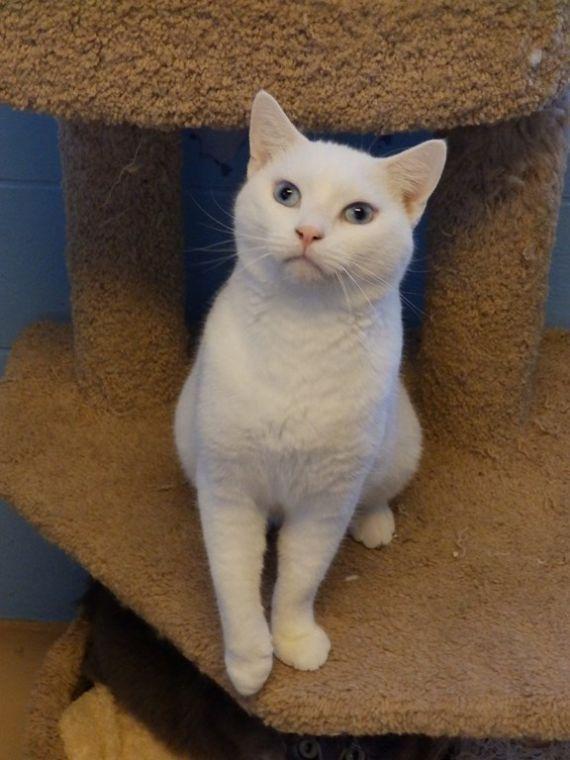 Pet of the Week All White Male Cat Named Morocco Pets