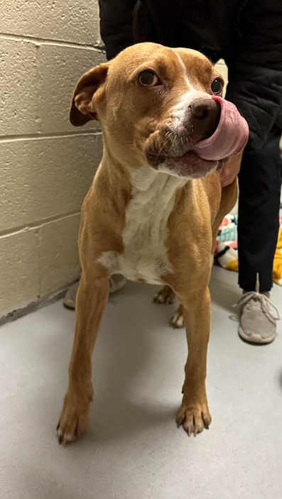 Found Dog Seven Lakes