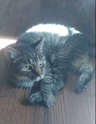 Found Cat Black And Grey Tabby In Southern Pines Note Older Cat