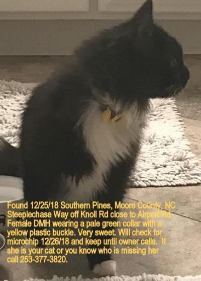 Found Cat Long Haired Tuxedo Cat In Southern Pines Update Will