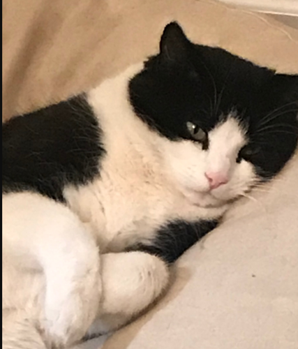 Lost Cat Black and White Cat in Southern Pines Pets thepilot