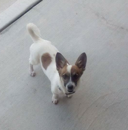 Lost Dog, White and Brown Chihuahua Mix at Moore/Lee county line UPDATE:  FOUND | Pets 