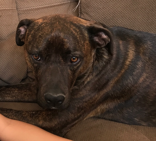 Lost Dog, Brindle Boxer Mix in Carthage UPDATE: FOUND ...