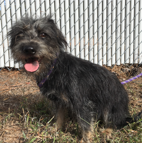 Grey shop terrier mix