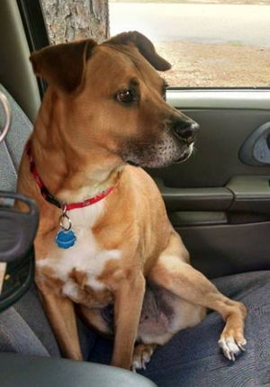Lost Dog, Boxer Hound Mix in Pinehurst UPDATE: FOUND | Pets | thepilot.com