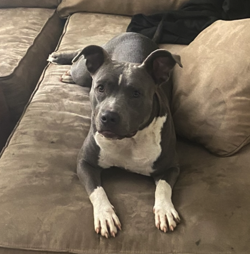 Lost Dog, Blue (Grey) and White Pitbull in Pinebluff UPDATE: FOUND ...
