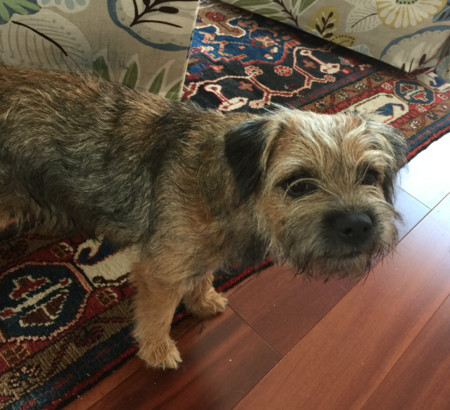 grey border terrier