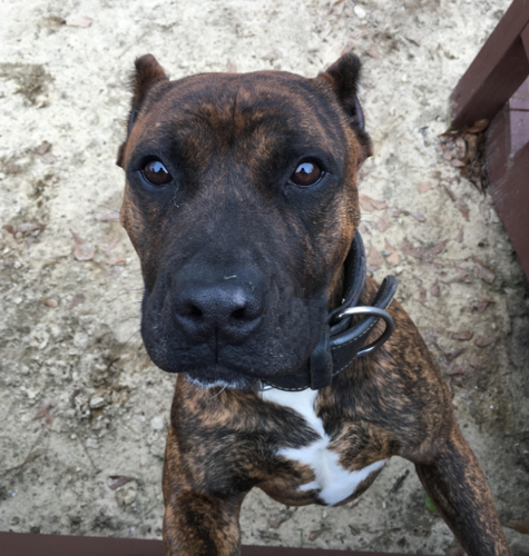 Lost outlet brindle pitbull
