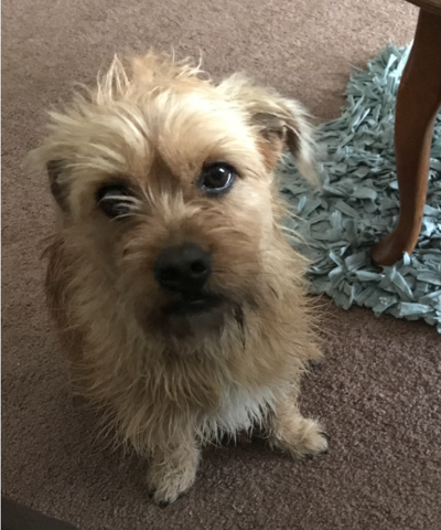 Found Dog Tan Terrier Mix In Southern Pines Update Adopted To New Home Pets Thepilot Com