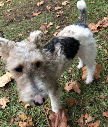 thepilot pines lost southern dog sms whatsapp email