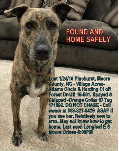 Lost Dog, Brindle Whippet Mix in 