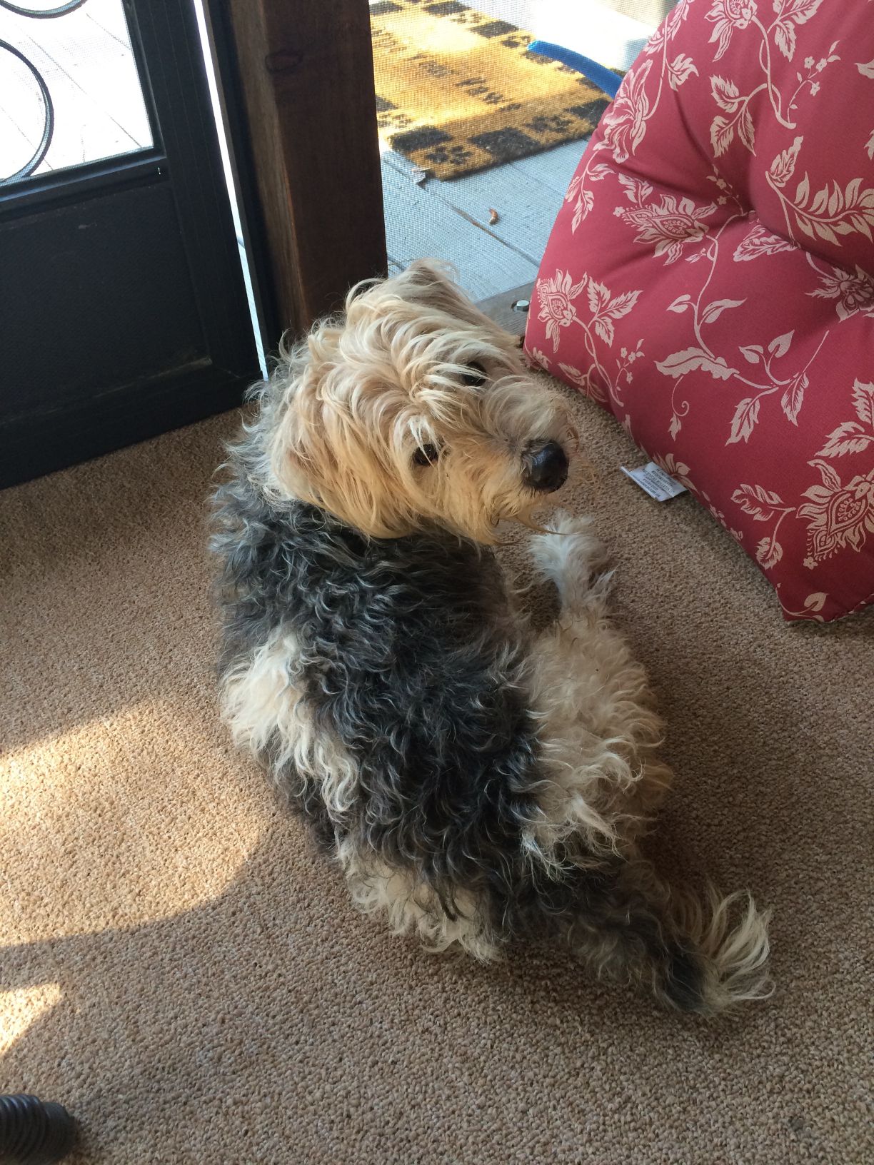 Grey curly best sale haired dog