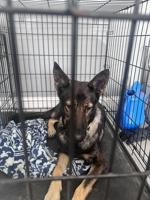 Found Dog, Female German Shepard in Aberdeen UPDATE: HOME