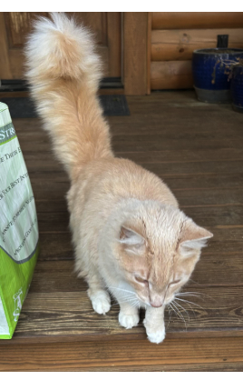 Found Cat, Longhaired Buff Orange Tabby in Carthage | Pets | thepilot.com