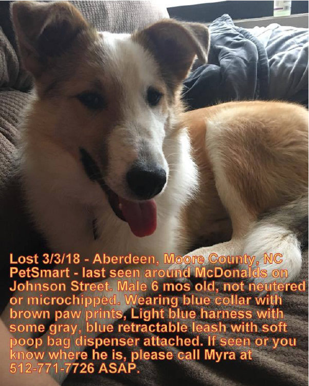 petsmart lost and found