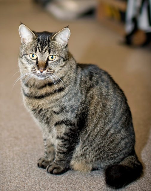 Lost Cat, Brown Tabby in Aberdeen (near Robert's Golf Shop on U.S. 1 ...