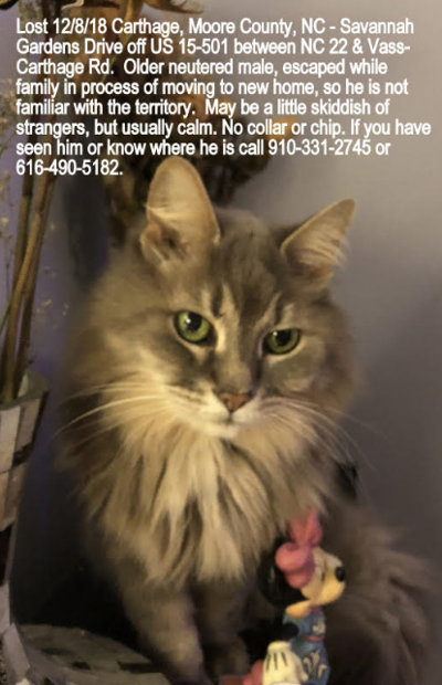 Lost Cat Long Haired Grey White Cat In Carthage Update Found