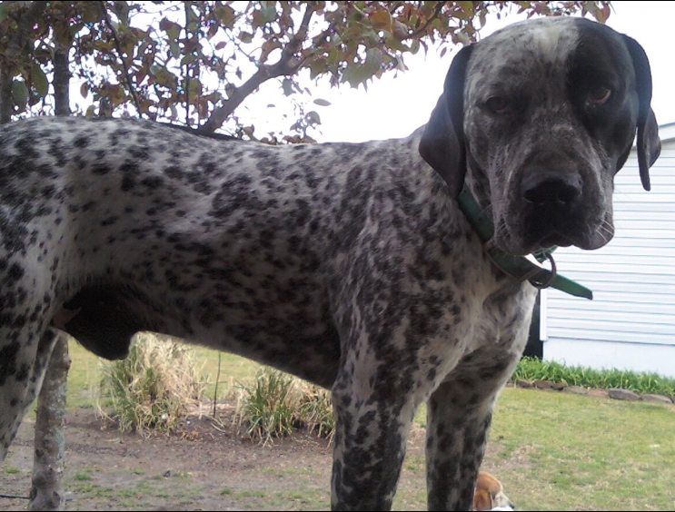 Lost Dog Bluetick Hound Pitbull Mix In West End Pets Thepilot Com,Stair Carpet Runner