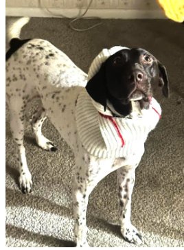 Lost german hot sale shorthaired pointer