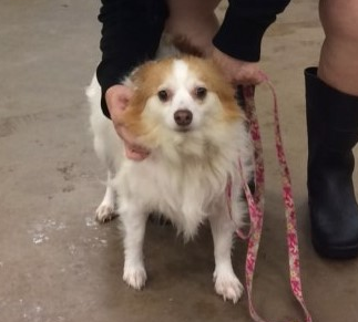 lost small white dog