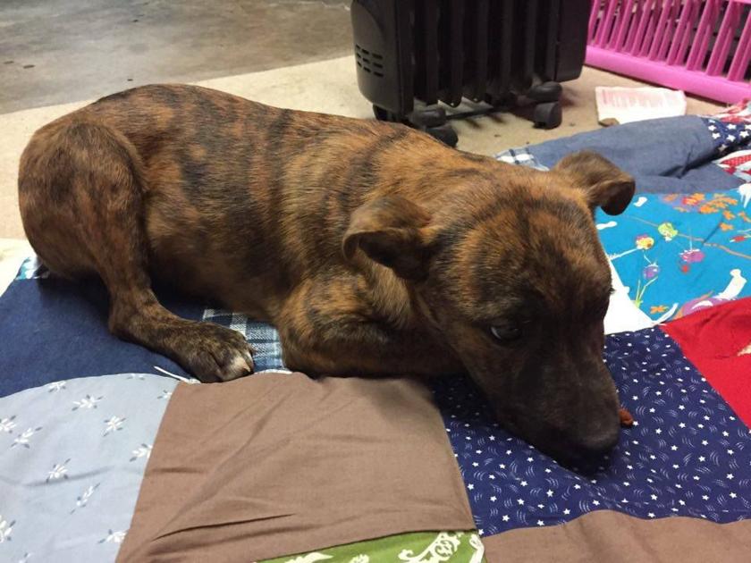 Found Dog Brindle Boxer Hound Mix Puppy In West End Update Rehomed Pets Thepilot Com
