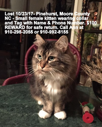 Lost Cat Long Haired Maine Coon Cat In Pinehurst Update Found