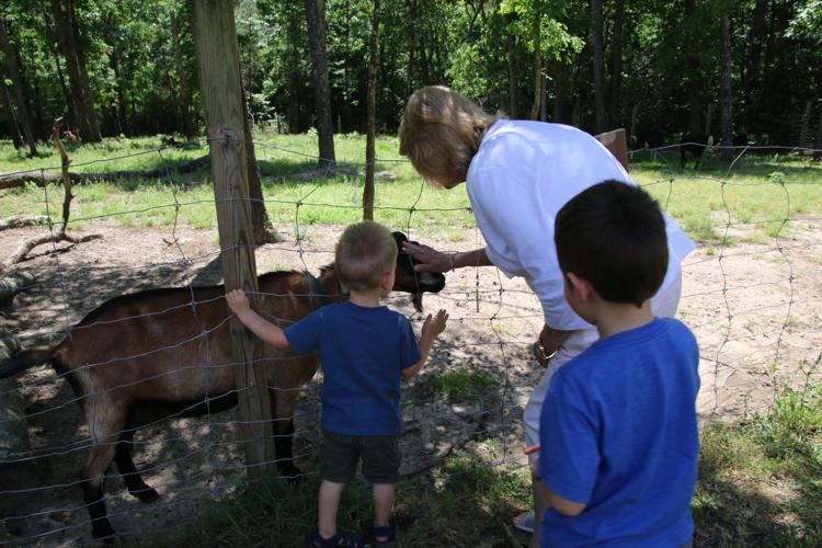 Spring Farm Day Gallery