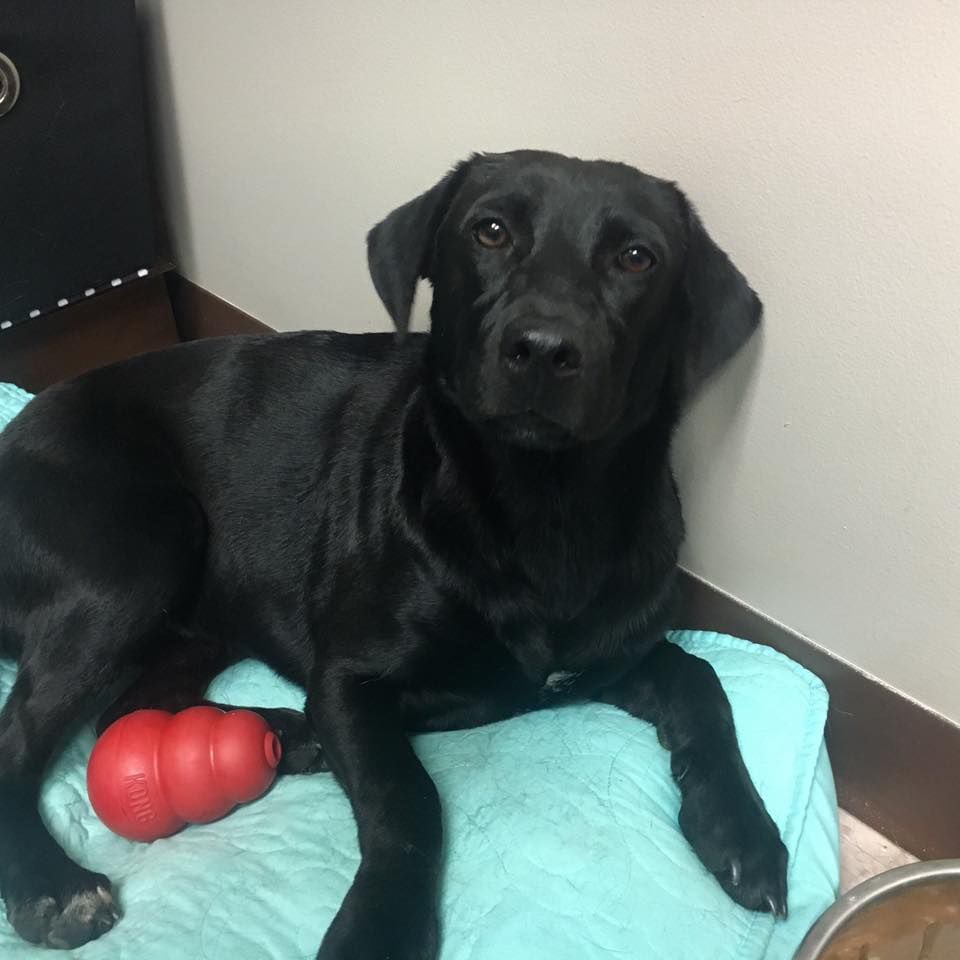 Lab Mix in West End | Pets | thepilot 