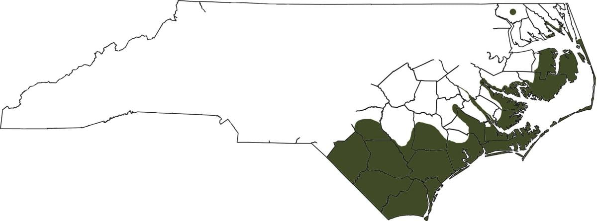 Alligators In North Carolina Map Alleged Alligator Sighting In Seven Lakes | News | Thepilot.com