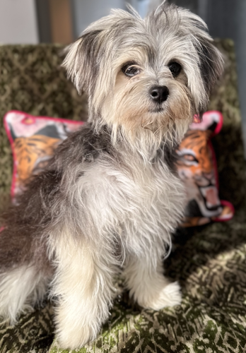 Grey morkie cheap