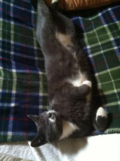 Lost Cat Russian Blue Cat W White Paws In Eastwood Pets