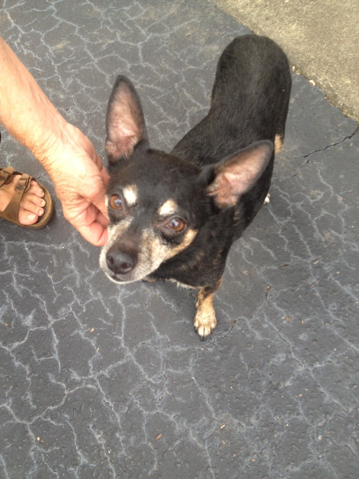 found black chihuahua