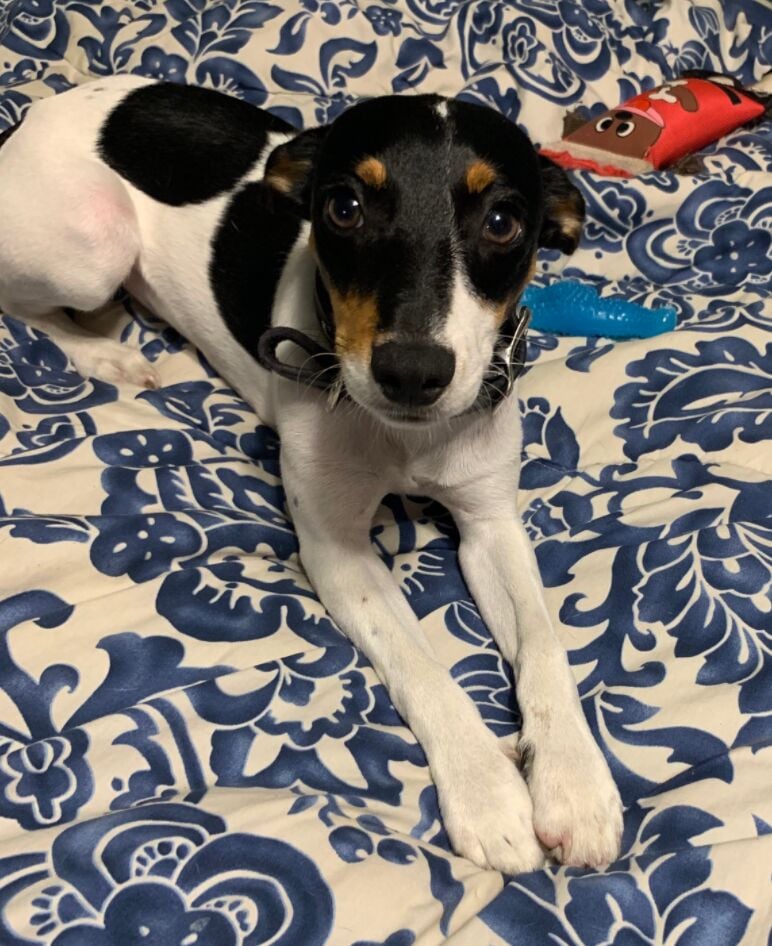 Jack russell cheap feist mix