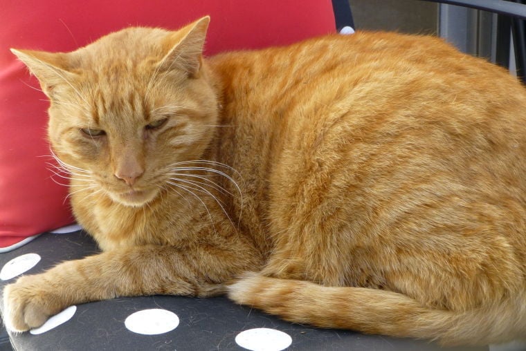 Found Pet: Large, Orange Tabby Cat in 